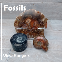 Fossils class=