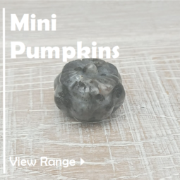 Mini Pumpkins class=