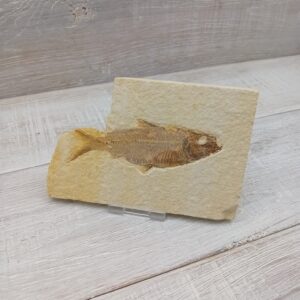 Wyoming Fossil Fish - 90mm