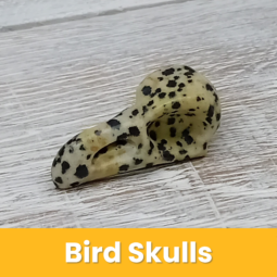 Bird Skulls class=