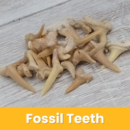 Fossil Teeth class=