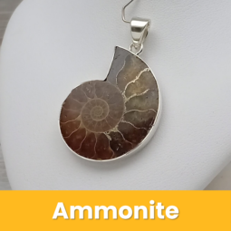 Ammonite class=