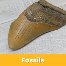 Fossils class=